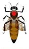 aperossa